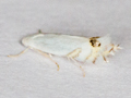Leucoptera laburnella